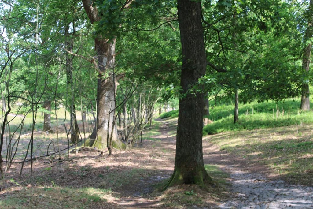 Wald
