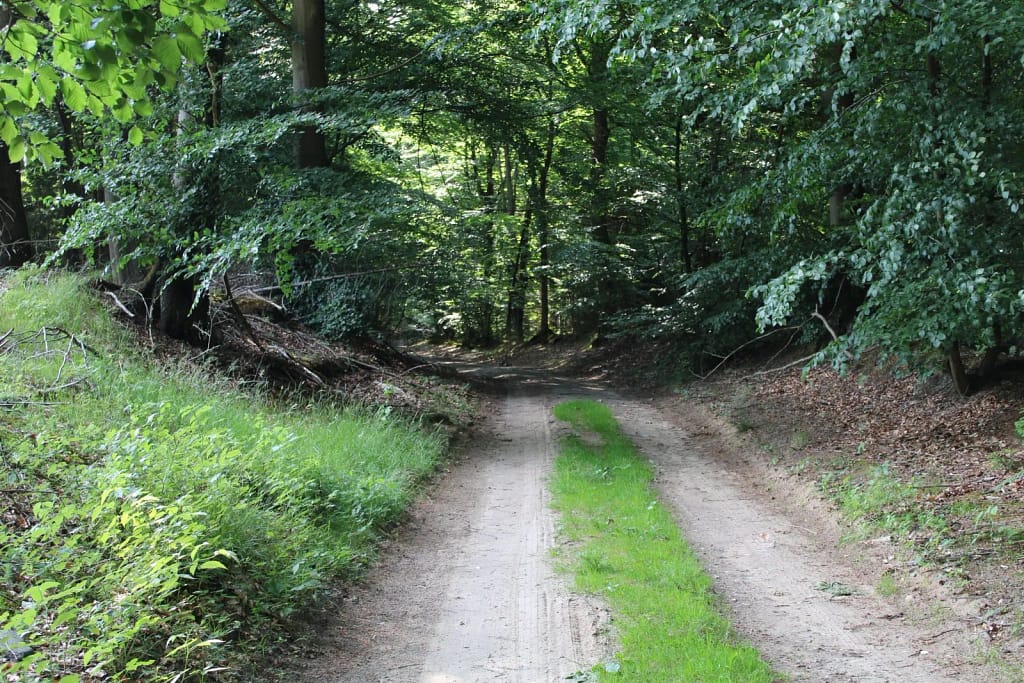 Schöne Waldwege