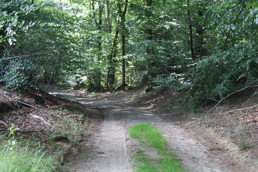 Schöne Waldwege