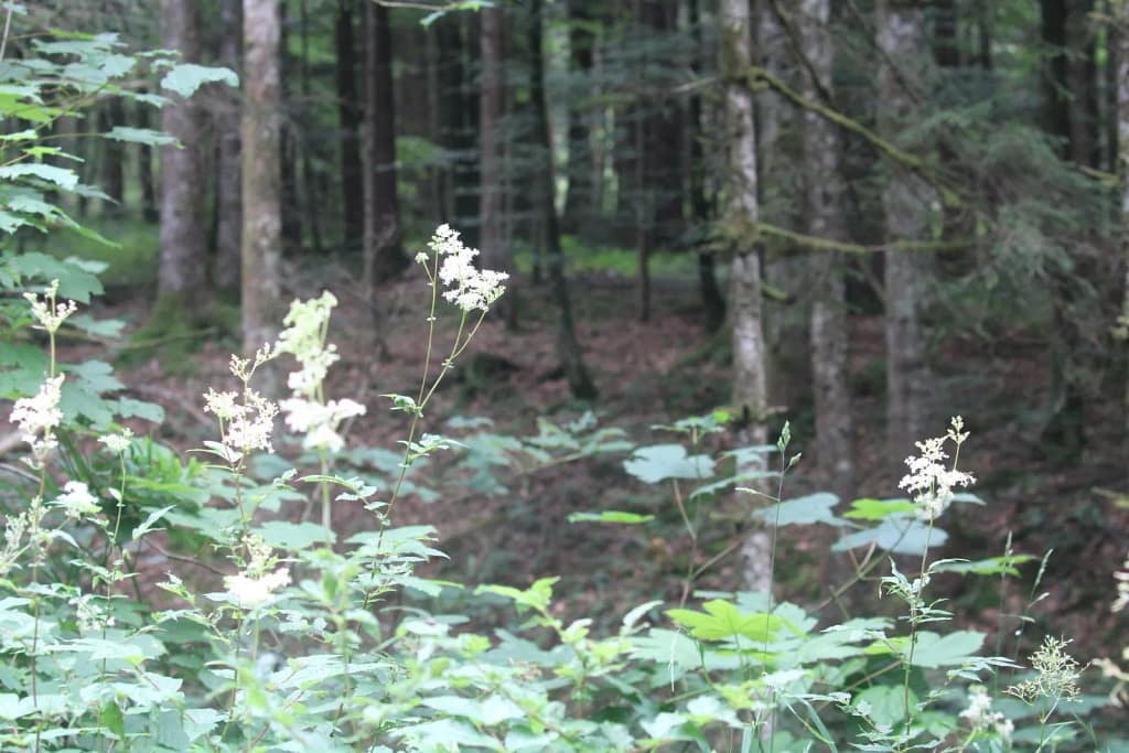 Wald