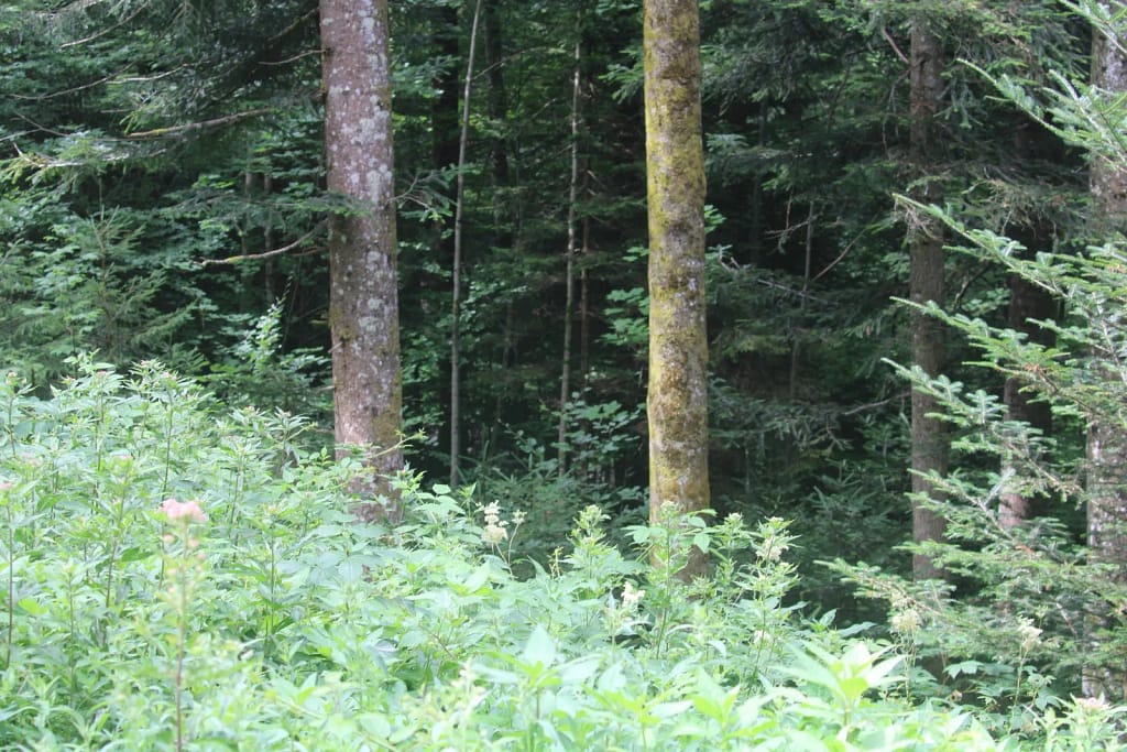 Wald