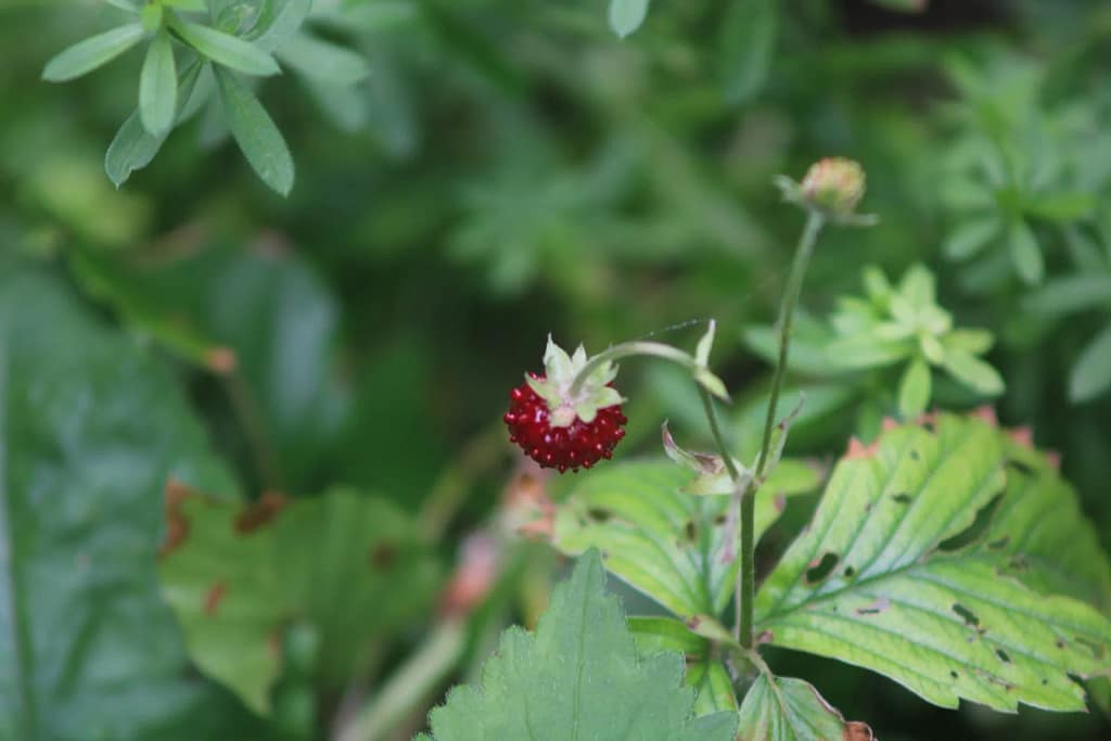 Wilderdbeeren