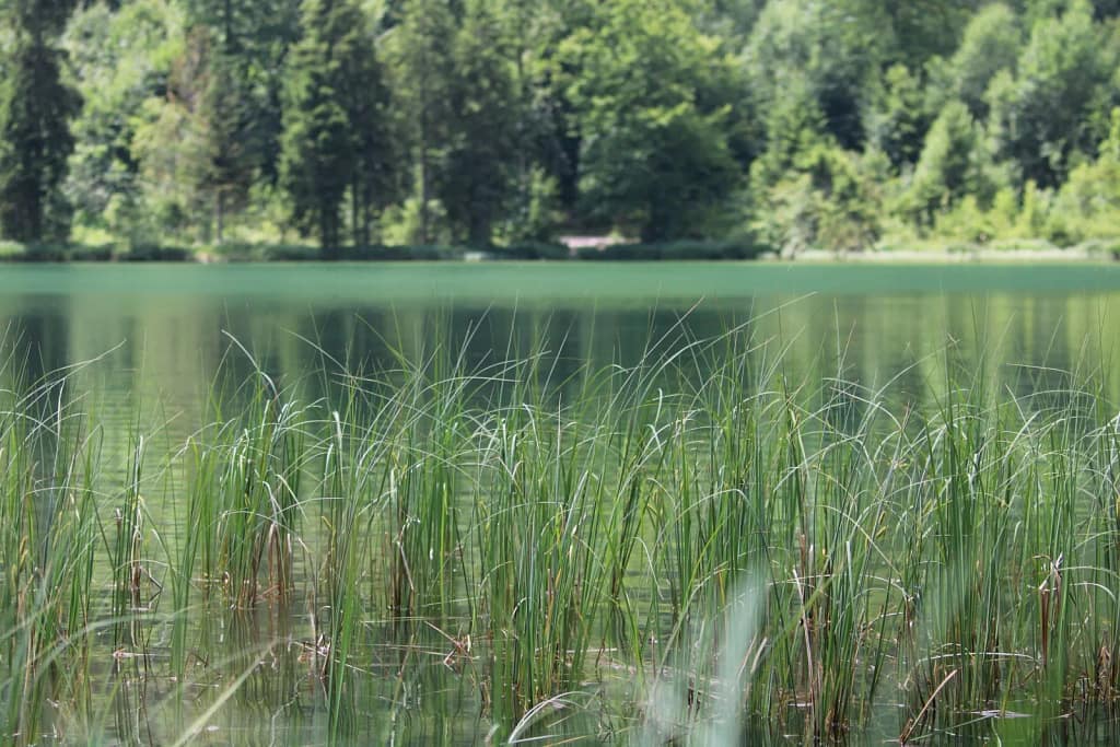 Der Frillensee