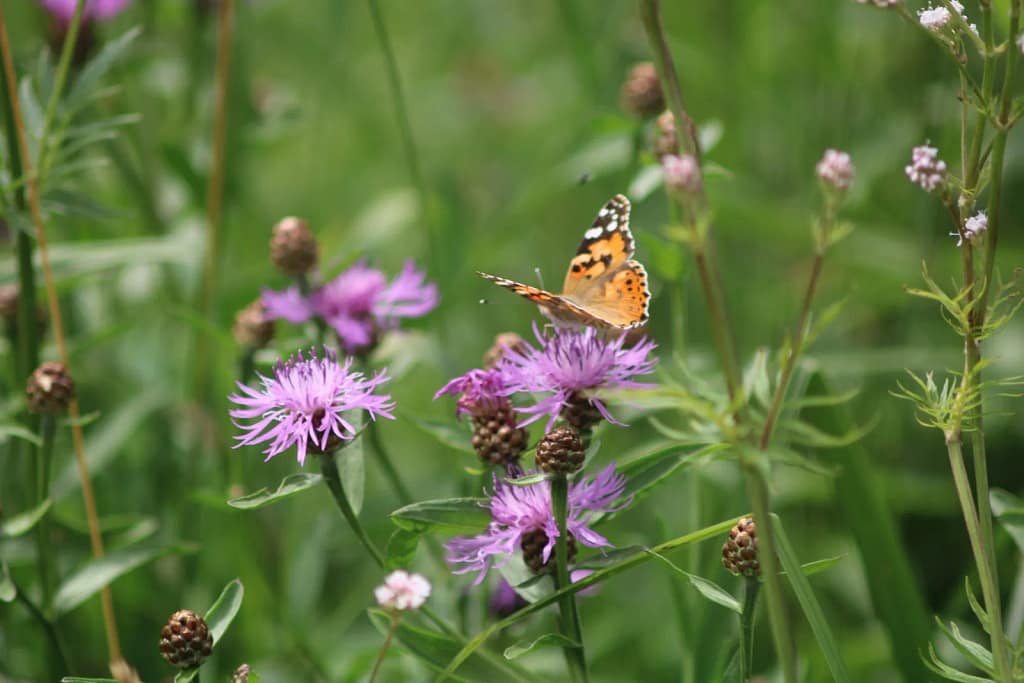 Schmetterling