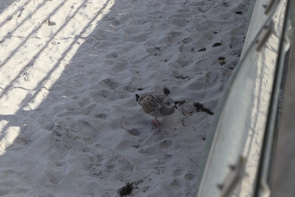 Silbermöwe in Grömitz an der Ostsee