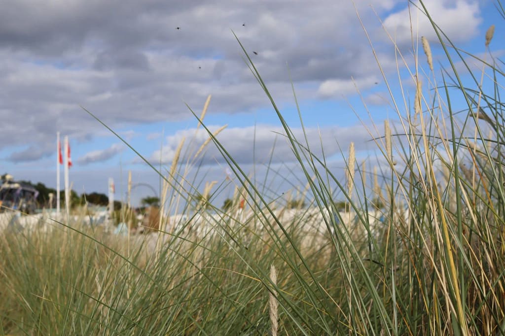 Durch den Schilf blick auf den Strand