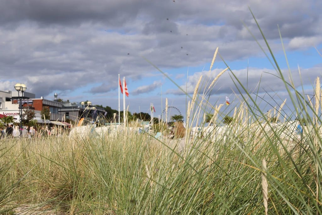 Durch den Schilf blick auf den Strand