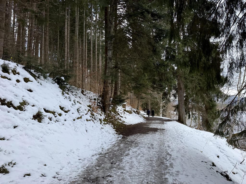 Rundgang Titisee durch den Wald