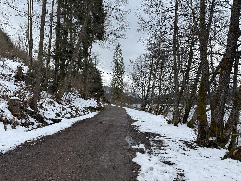 Wald um den Titisee